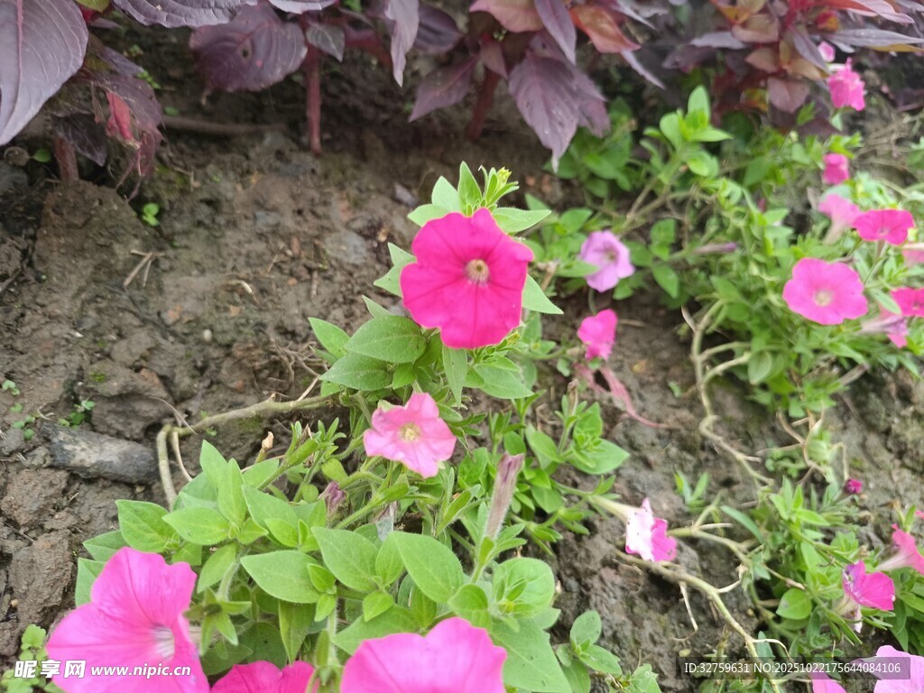 娇艳粉色小花绽放于地