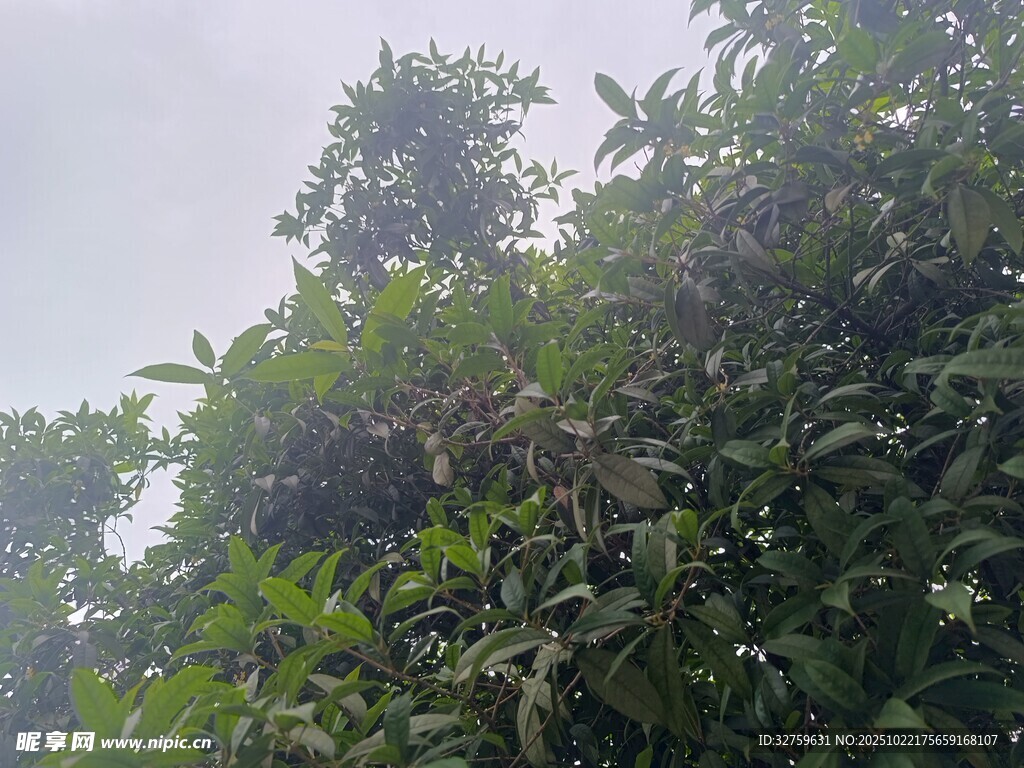 茂密绿植