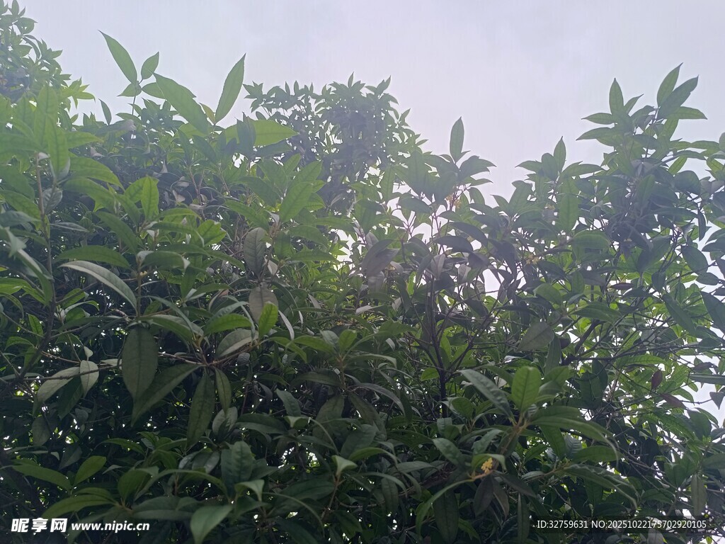 繁茂绿叶的树木景观