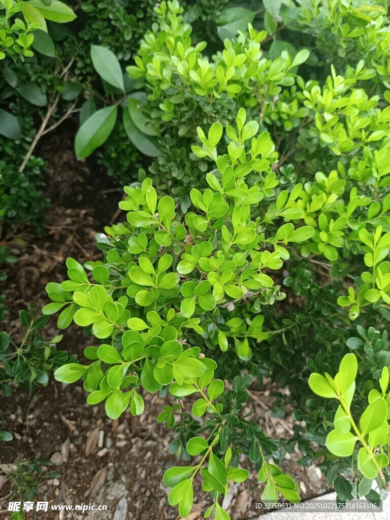 翠绿灌木生机勃勃