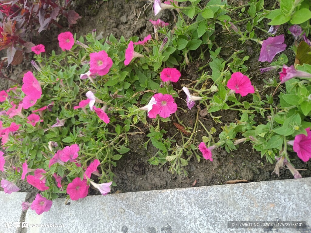 路边绽放的粉色牵牛花