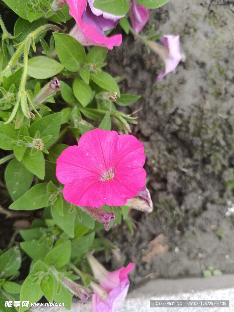 娇艳粉色牵牛花绽放