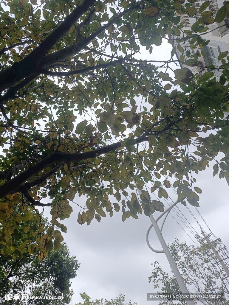 枝叶繁茂的树冠景象
