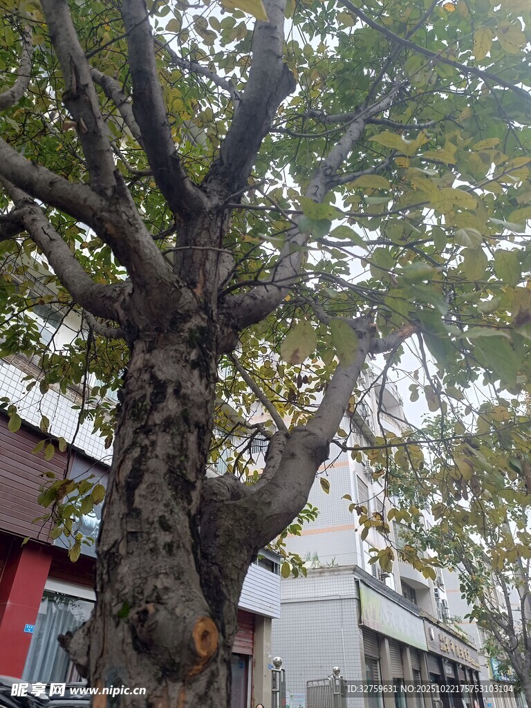 街边古老大树