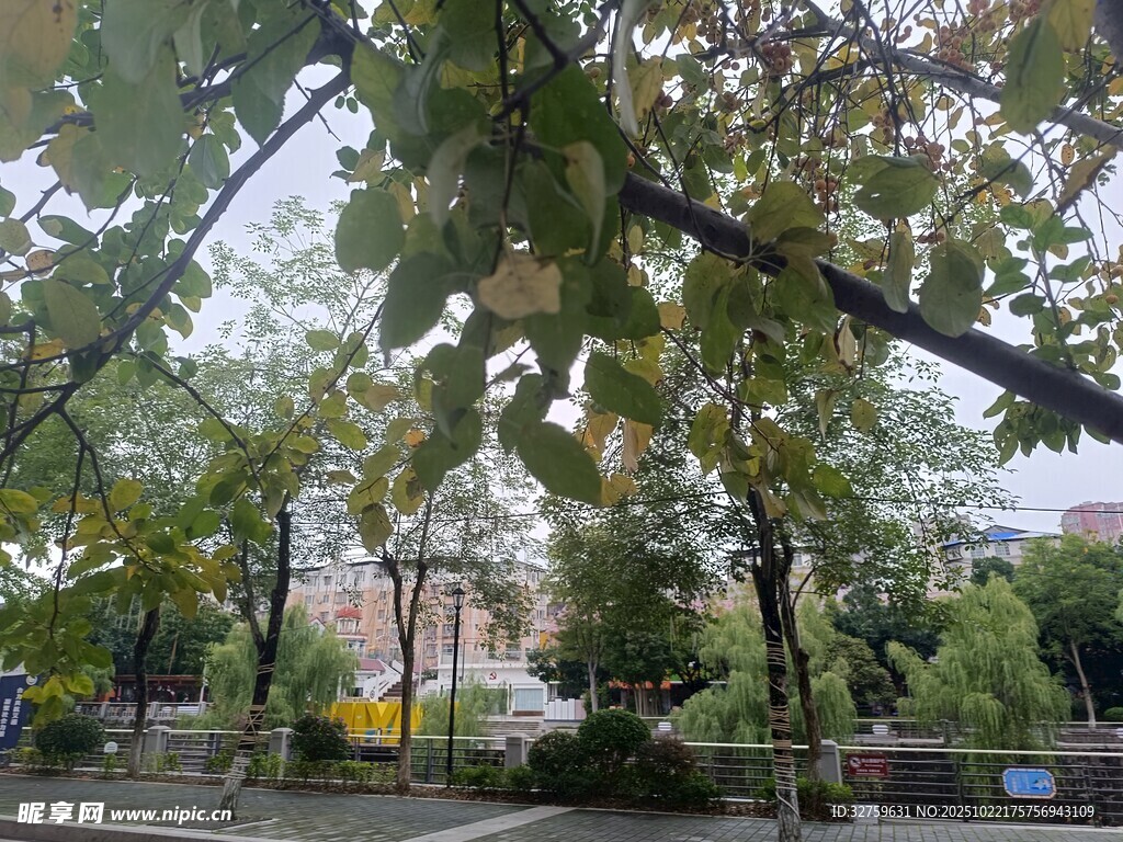 秋日林荫下的静谧景致