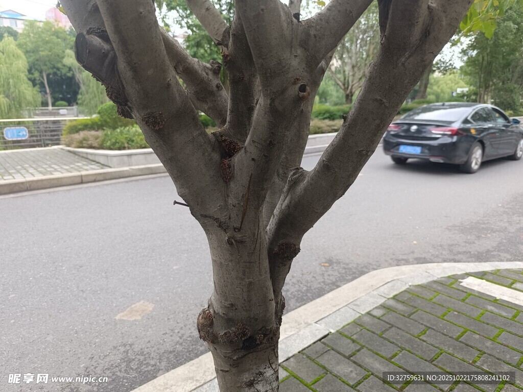 路边光秃树干与远处汽车