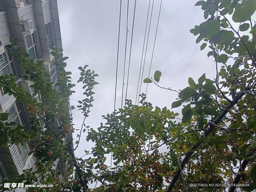 高楼间的绿树与架空线缆