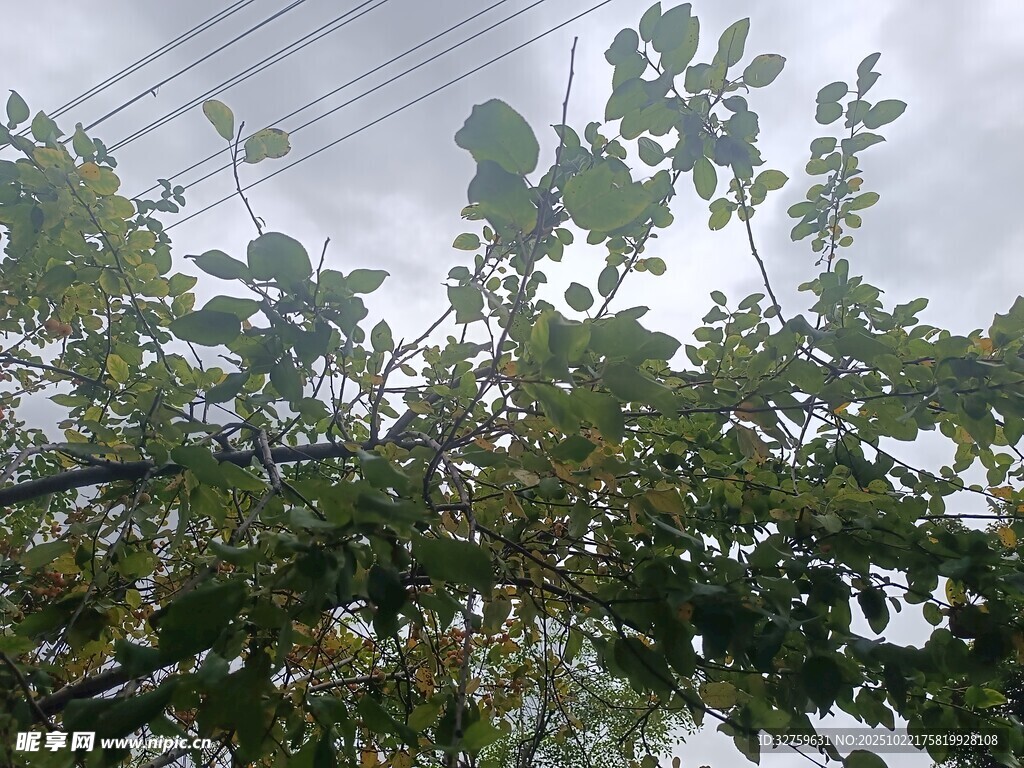 枝叶繁茂的树木