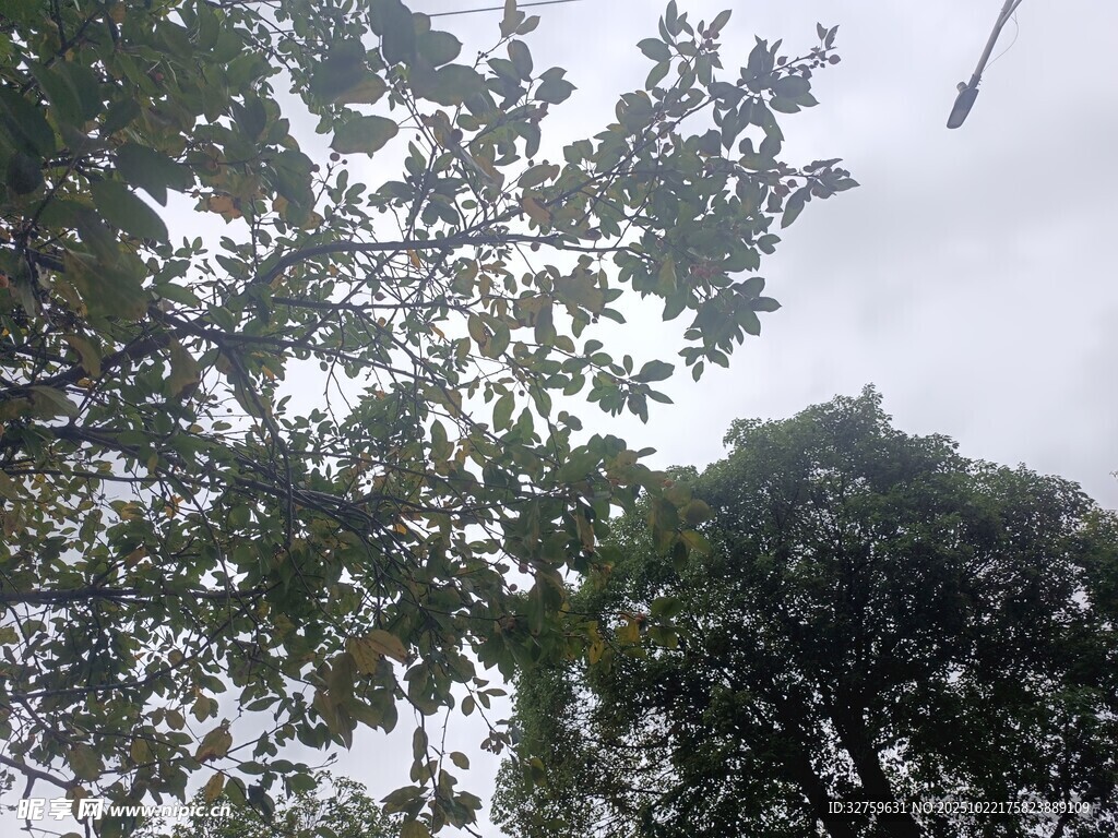 雨中枝叶