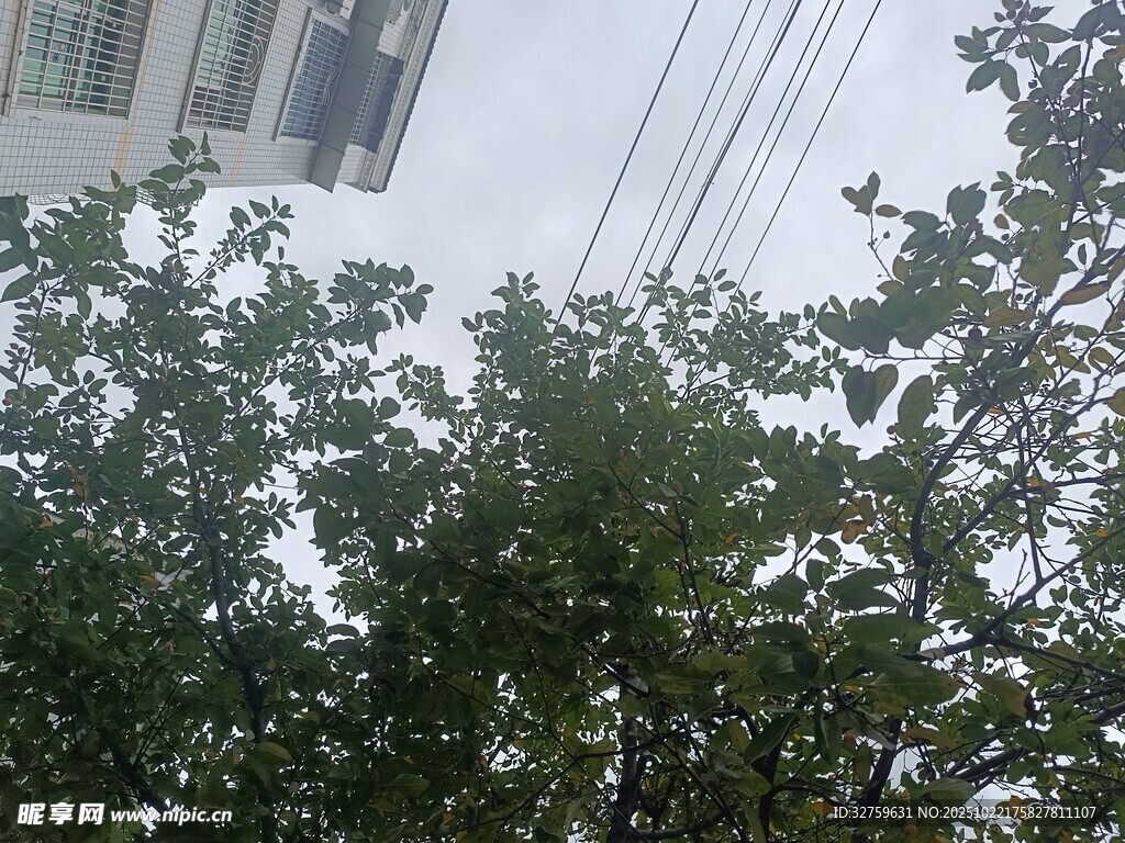 仰视视角下的繁茂绿树