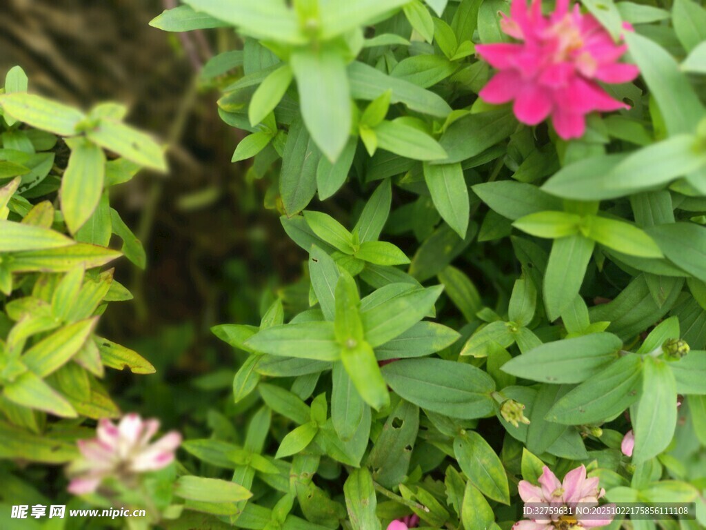 娇艳小花绽于绿叶间