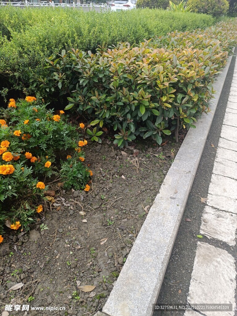 路边多彩花卉景观