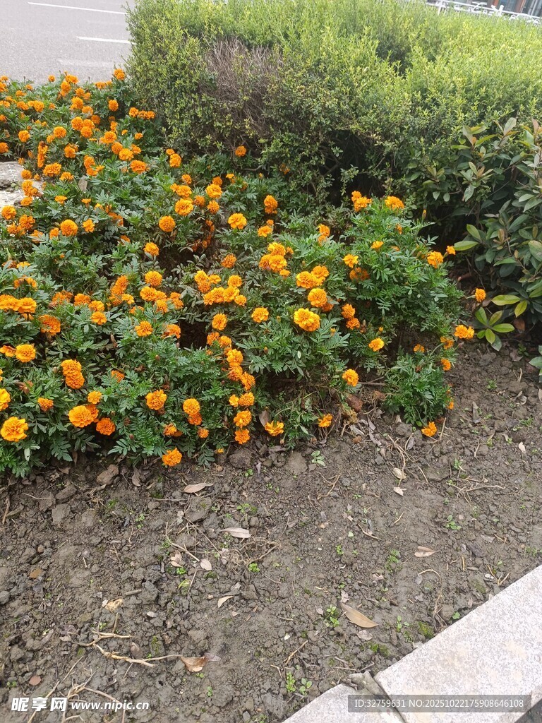 路边绽放的鲜艳橙色花卉