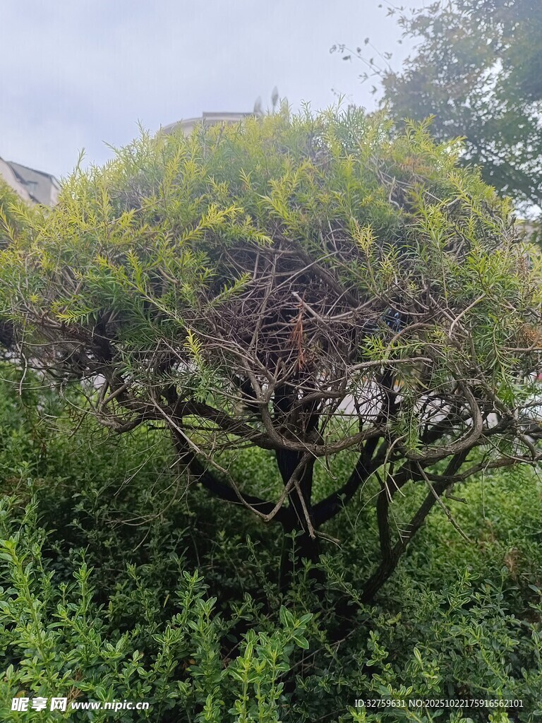 造型独特的灌木植物