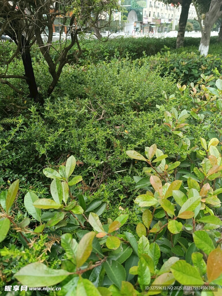 绿意盎然的灌木丛景观