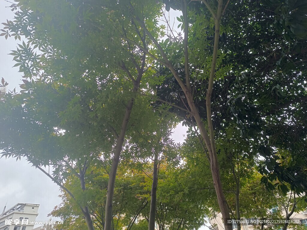 阳光洒落的葱郁树林