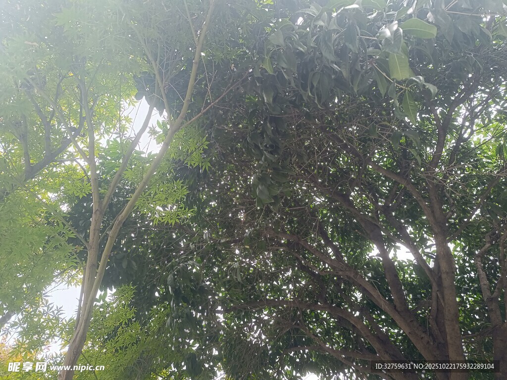 茂密树林中的阳光与枝叶