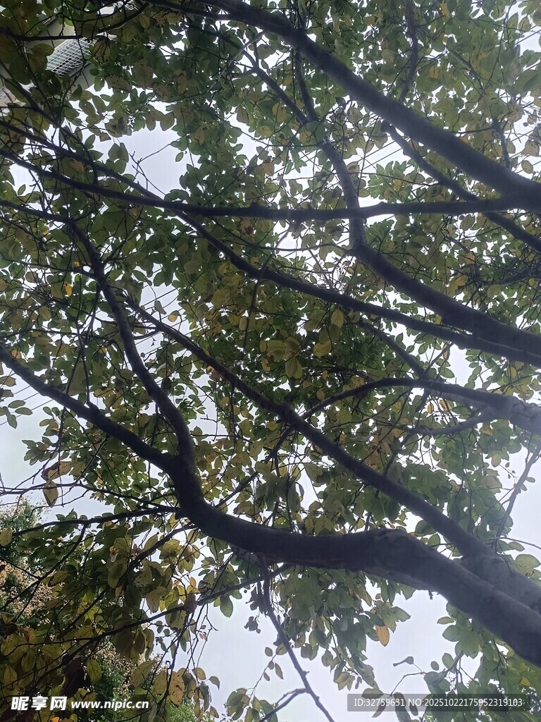 仰视茂密枝叶间的天空