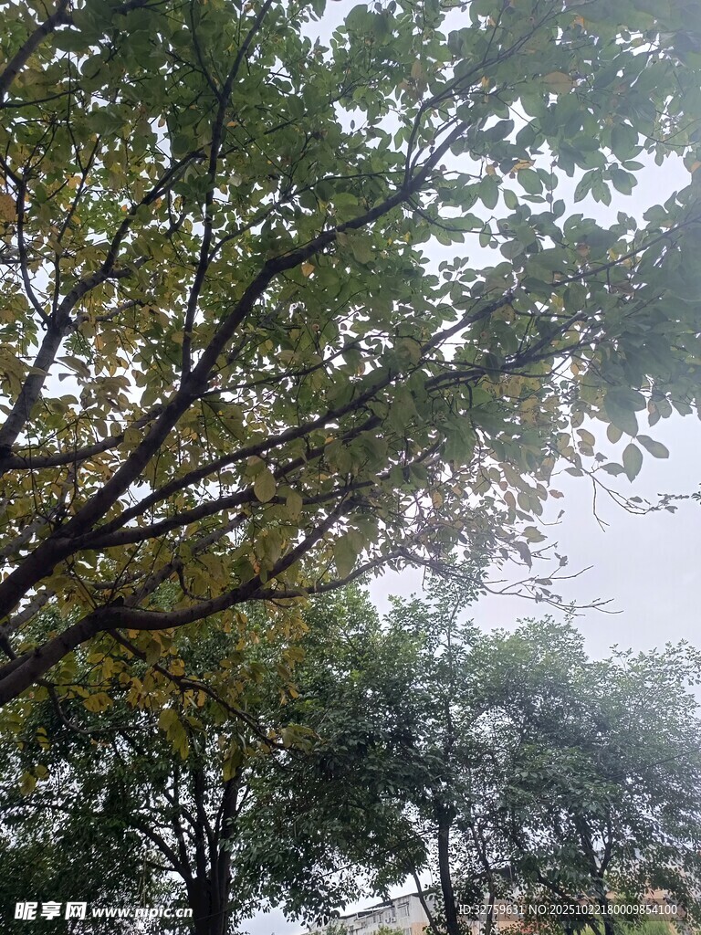 秋日繁茂枝叶景观
