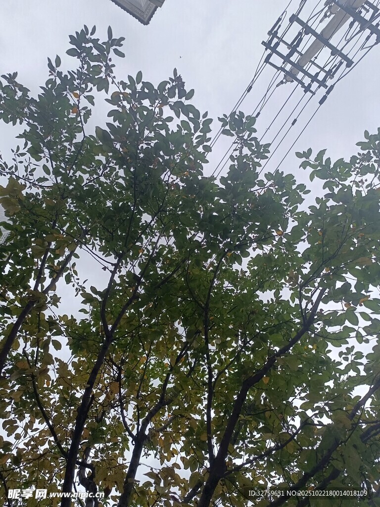 仰视视角下的绿树与电线