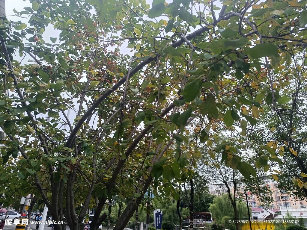 繁茂绿树