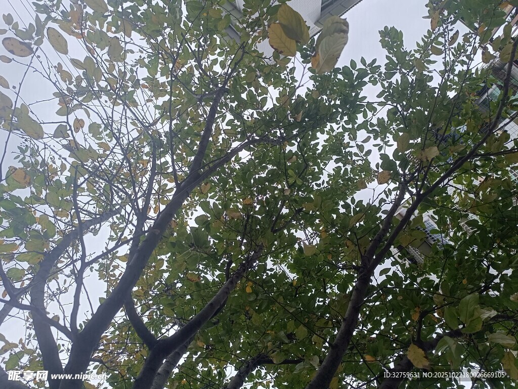 枝叶繁茂的树木景观