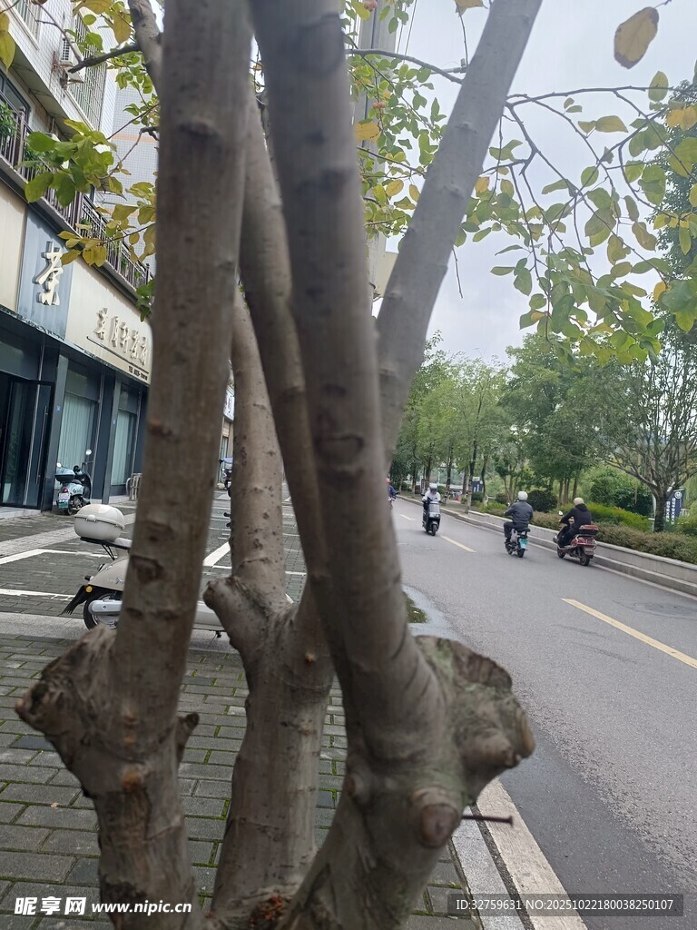 街道旁形态独特的树木