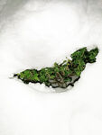 雪中绿叶