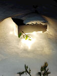 雪夜中微光映照的绿植