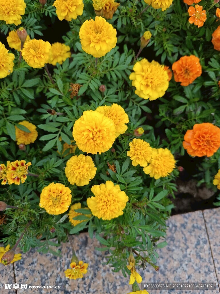鲜艳万寿菊绽放于路边