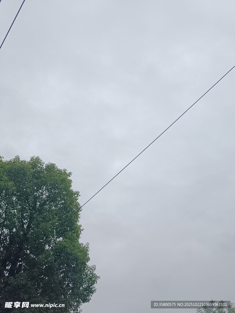 阴天里的绿树与电线