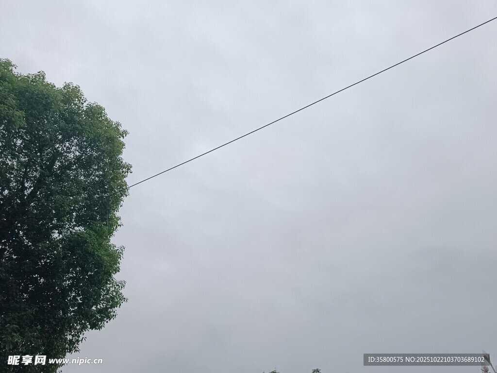 阴天中的绿树与电线