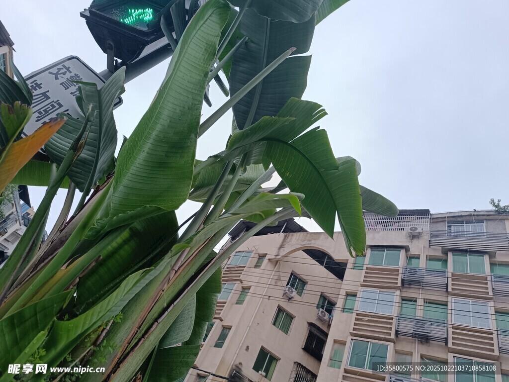 绿叶间的城市建筑一角