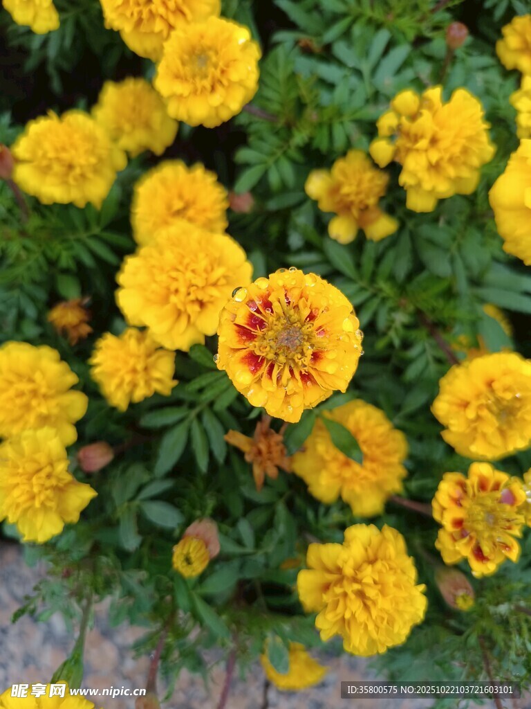 鲜艳黄色万寿菊绽放