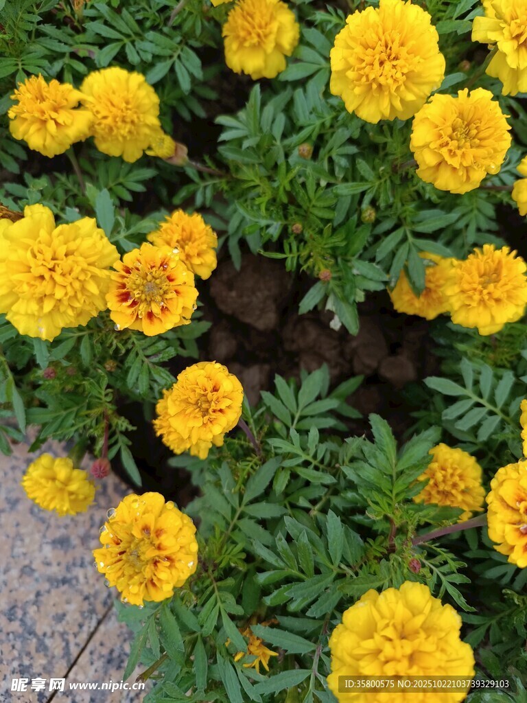 盛开的黄色万寿菊