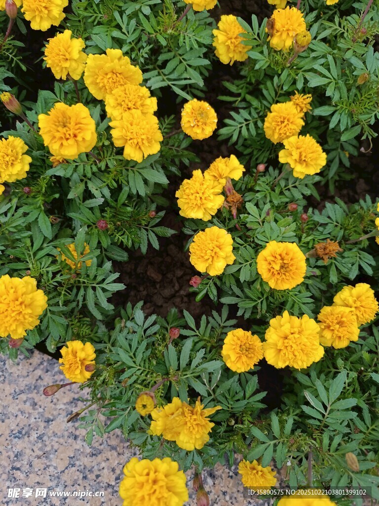 盛开的黄色万寿菊