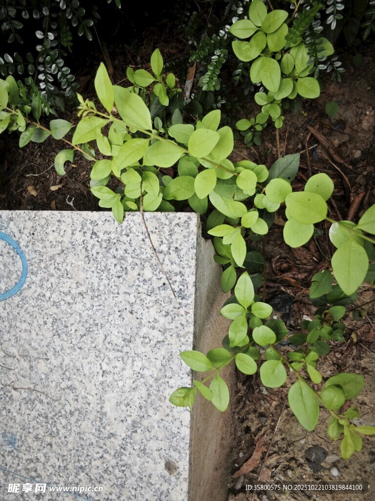 石旁绿植生机盎然