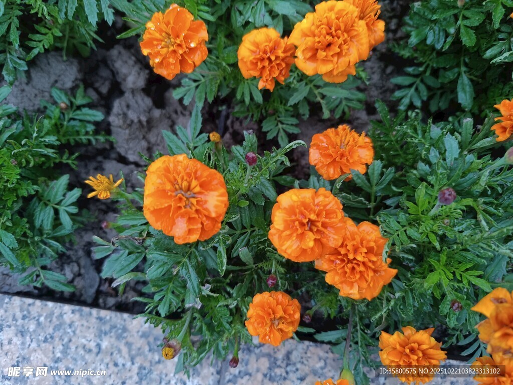 鲜艳橙色万寿菊绽放