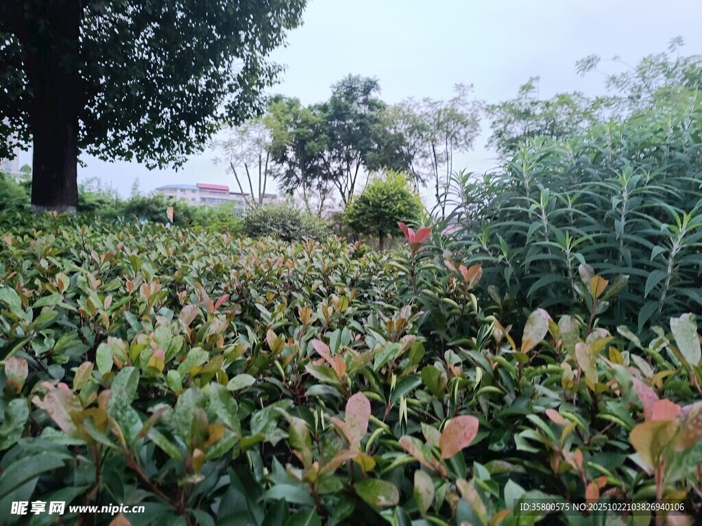 绿意盎然的植物景观