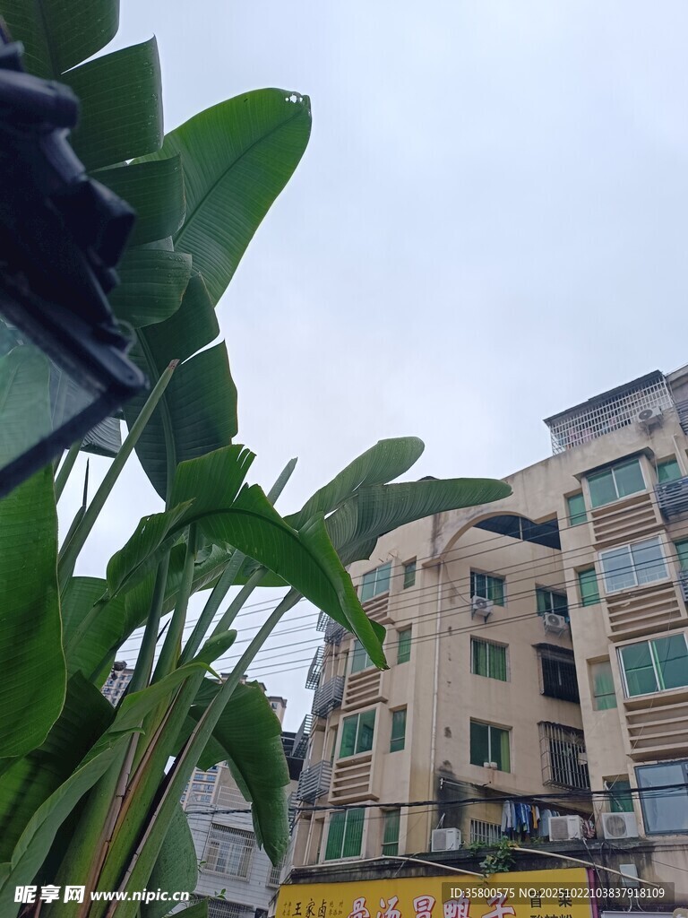 绿叶旁的多层居民楼