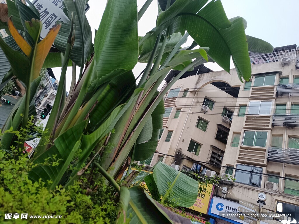 路边绿植与多层居民楼