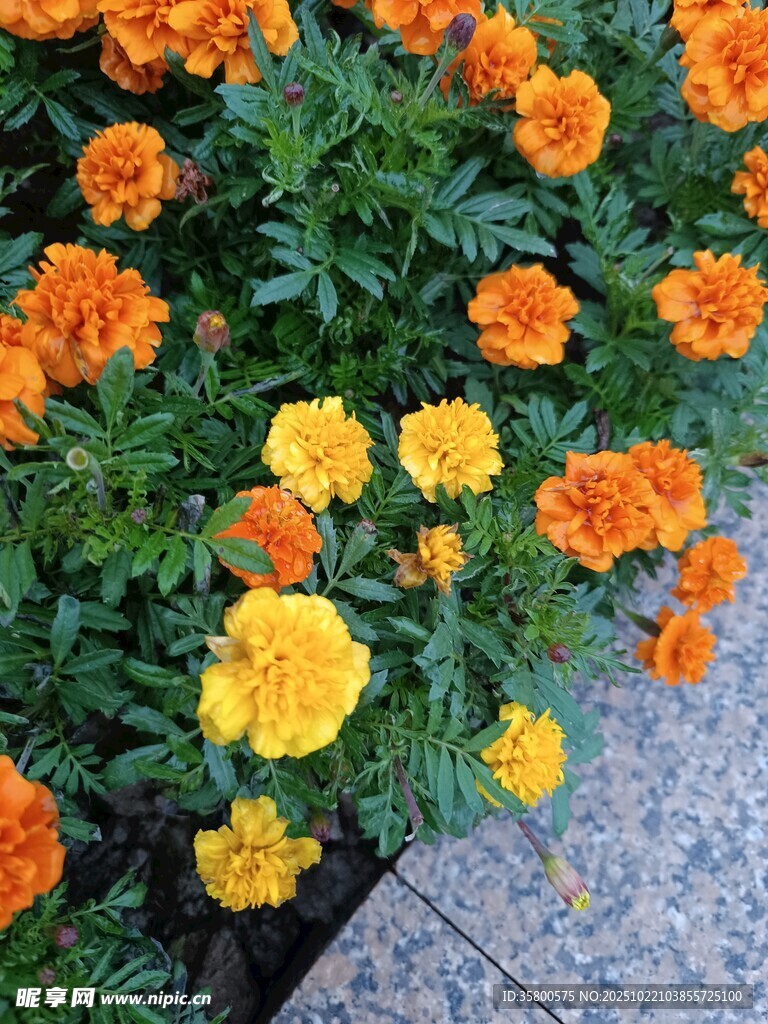 鲜艳万寿菊绽放于路边