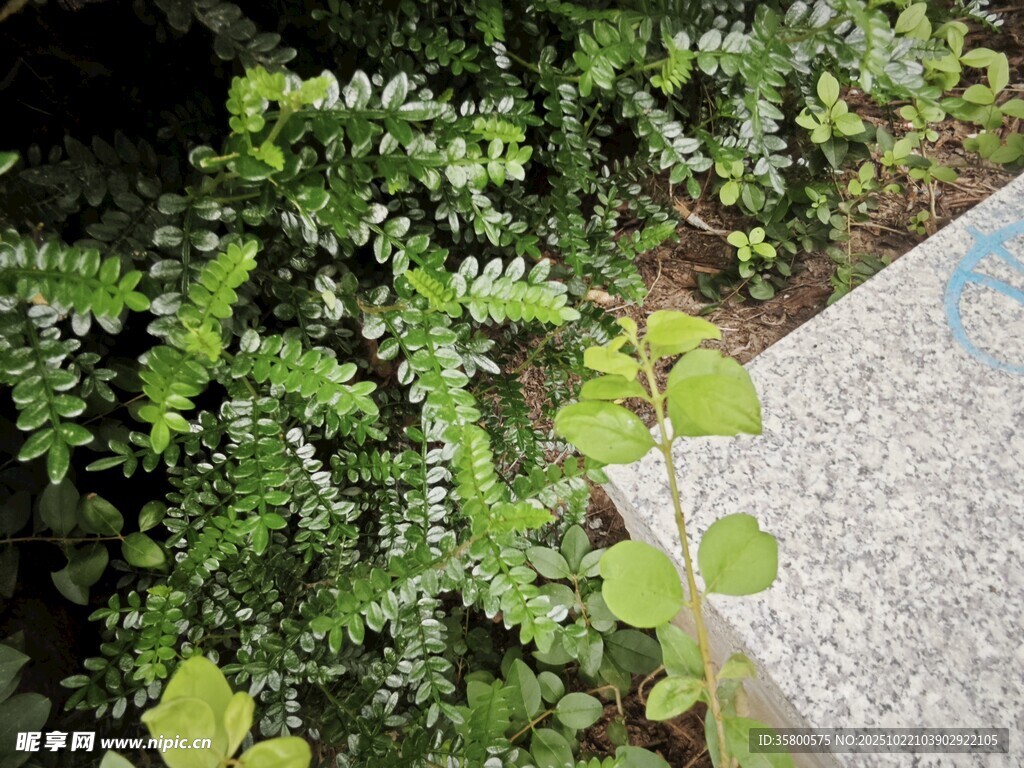 路边翠绿繁茂的丛生植物