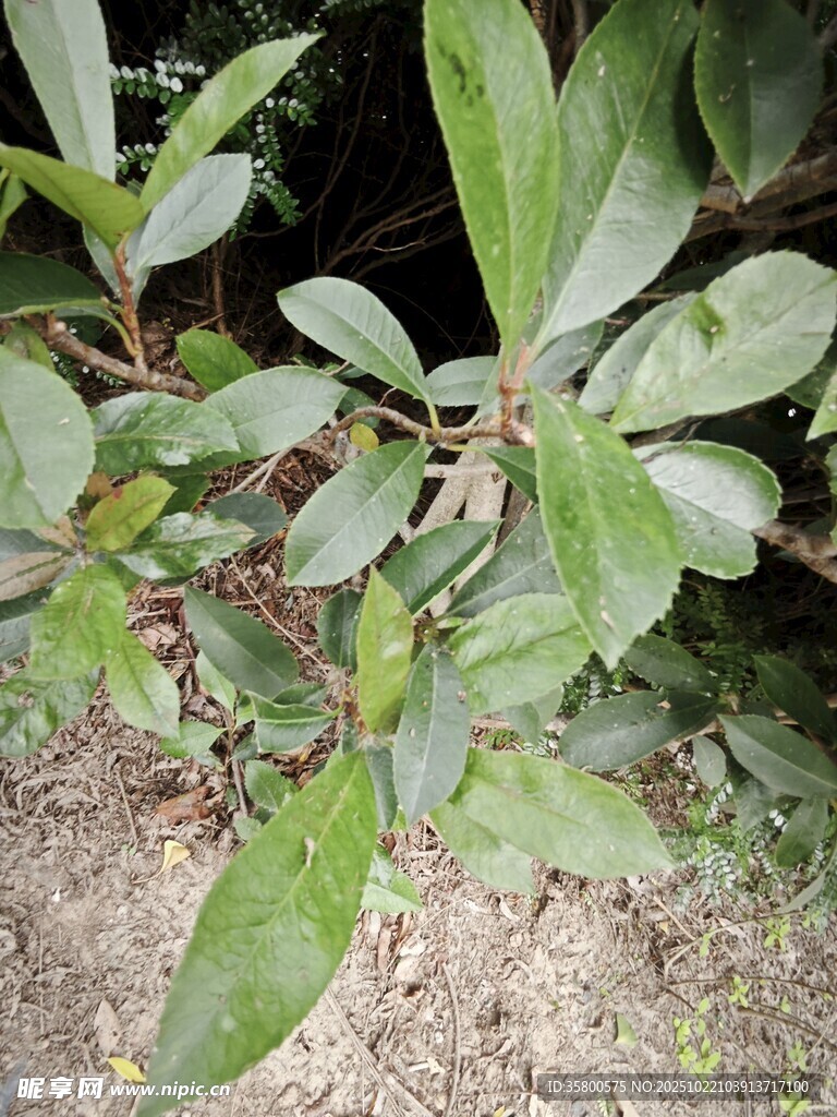 绿叶植物特写