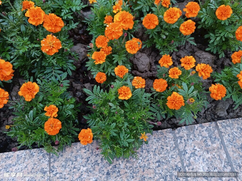 橙色小花绽放于石边