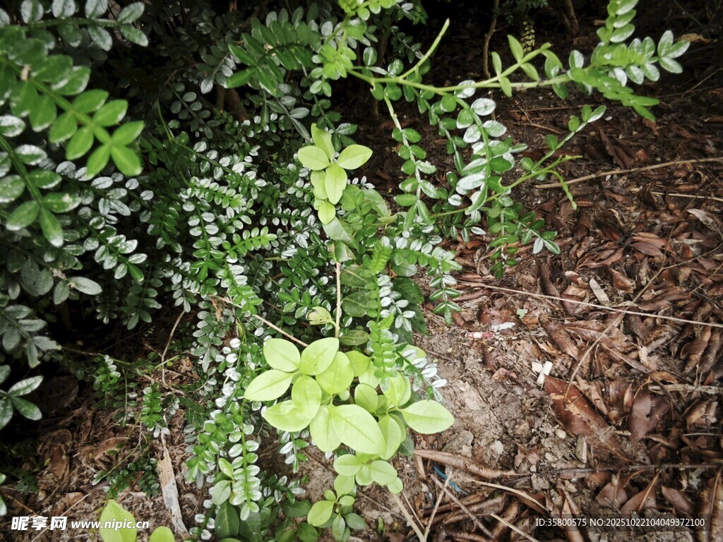 翠绿枝叶繁茂的灌木植物