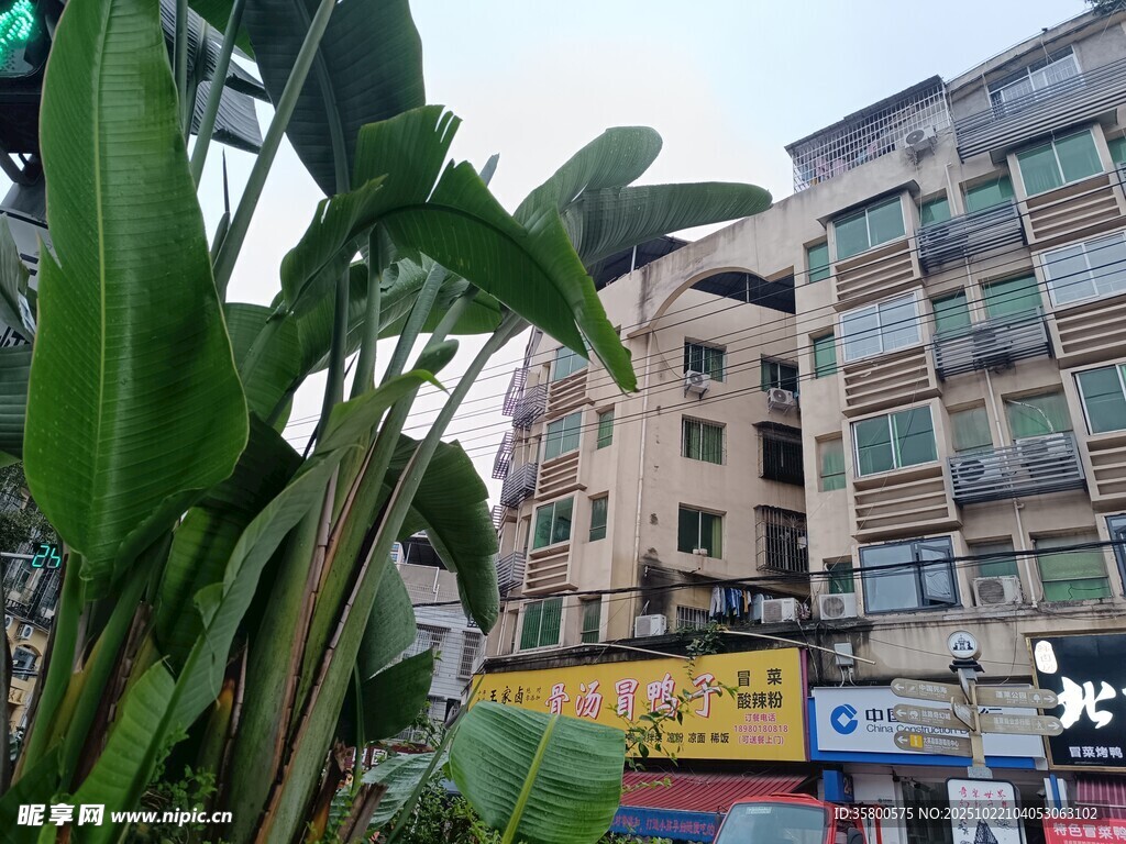 城市街边绿植与建筑景观