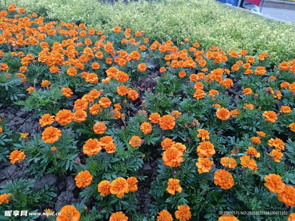 橙色花海绽放生机