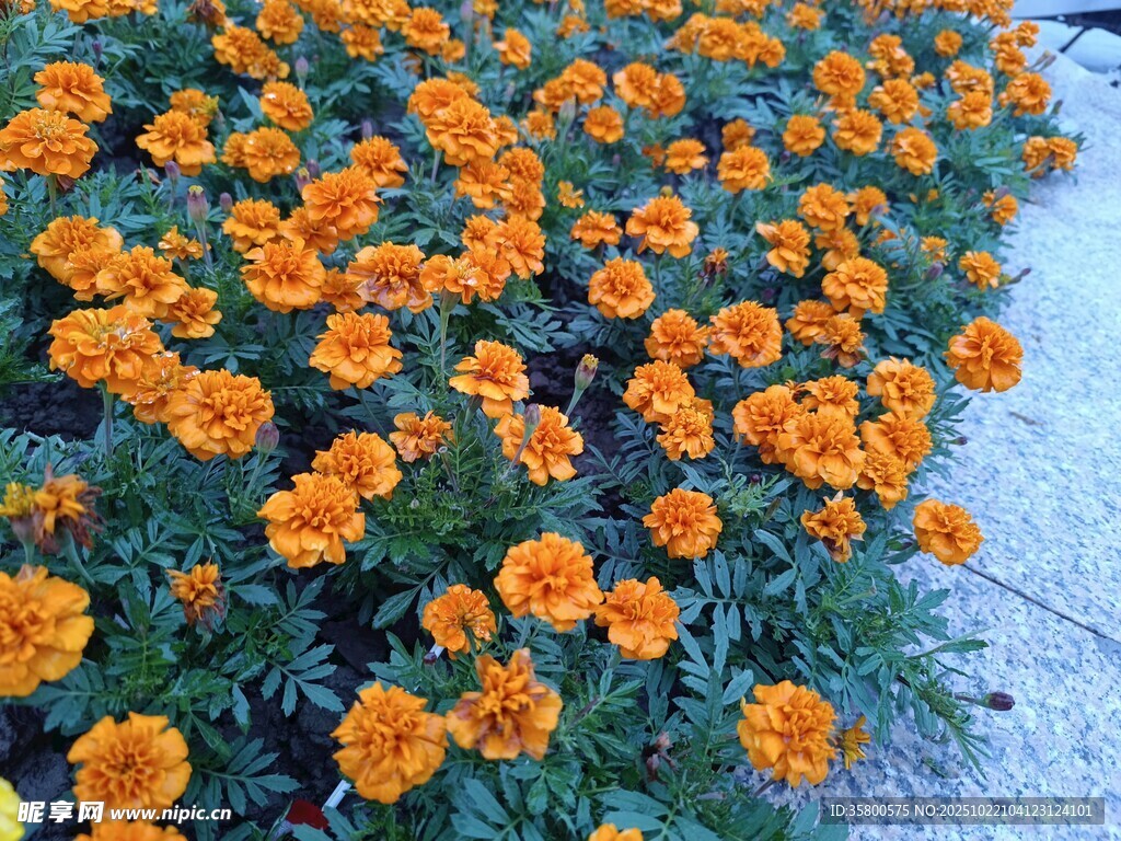 橙色万寿菊绽放的美景