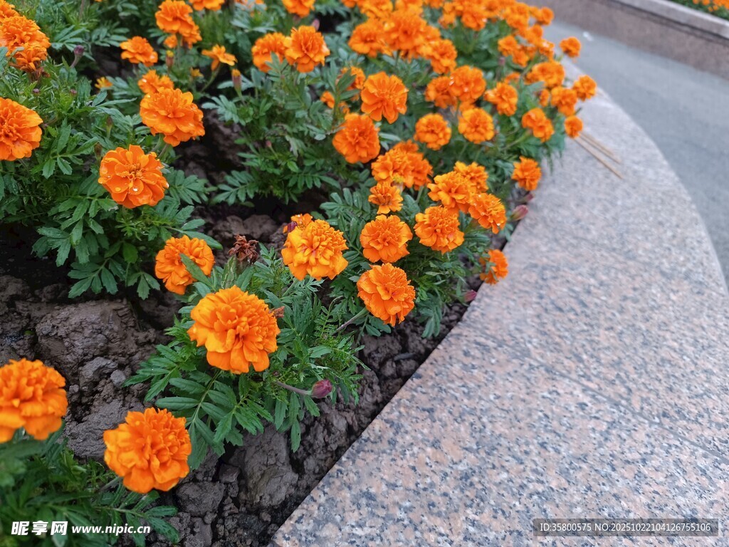 路边绽放的橙色万寿菊